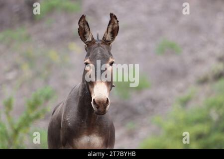 6 gennaio 2022; Salta, Argentina. Un asino selvaggio e curioso sul lato della strada. Foto Stock