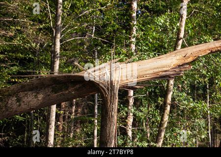 Immagine di un albero ungherese danneggiato, colpito da un fulmine, in una foresta. Foto Stock