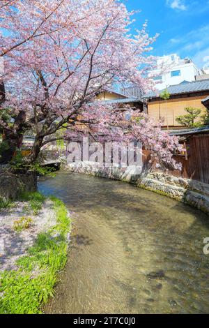 Kyoto, Giappone - 2 aprile 2023: Shinbashi dori è il luogo dove le case da tè Gion-ochaya si trovano fianco a fianco sulla strada insieme alla corsa di Shir Foto Stock