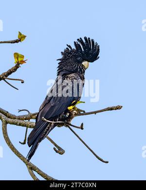 Un Cockatoo nero dalla coda rossa (Calyptorhynchus banksii) arroccato su un albero. Queensland, Australia. Foto Stock