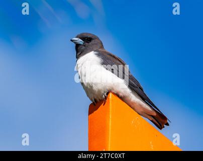 Un falce di petto bianco (Artamus leucorynchus) arroccato. Queensland, Australia. Foto Stock