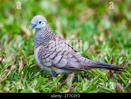 Una colomba tranquilla (Geopelia placida) che cammina su erba verde. Queensland, Australia. Foto Stock