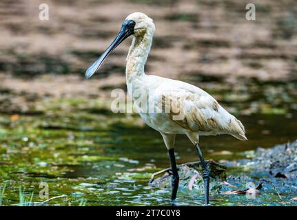 Un Royal Spoonbill (Platalea regia) in piedi in acqua. Queensland, Australia. Foto Stock