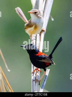 Un paio di Fairywrens con supporto rosso (Malurus melanocephalus) arroccati su canna. Queensland, Australia. Foto Stock