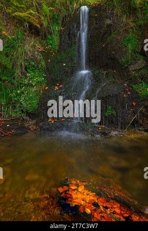 Torrente di montagna e cascata nella foresta autunnale, Fahler Wasserfall, Feldberg, Foresta Nera, Baden-Wuerttemberg Foto Stock