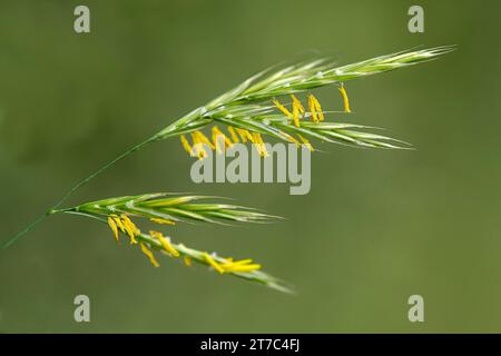 Infiorescenza di erba comune da lettino (Elymus repens), regione di Kaiserstuhl, Baden-Wuerttemberg, Germania Foto Stock