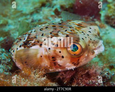 Pesci porcospino lungo (Diodon holocanthus), sito di immersione Nursery, Pompano Beach, Florida, USA, nord America Foto Stock