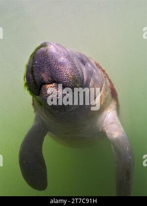 Primo piano di giovani lamantini dalla coda tonda (Trichechus manatus) in acque torbide, sito di immersione Crystal River, Florida, USA, Nord America Foto Stock