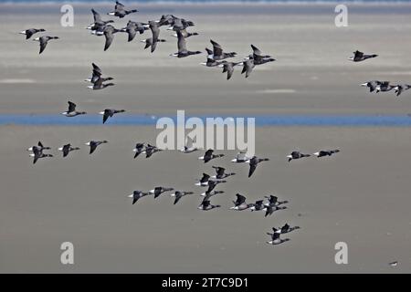 L'oca del Brante (Branta bernicla), che vola sulle pianure fangose, il Parco Nazionale del Mar di Wadden della bassa Sassonia, le Isole Frisone Orientali, la bassa Sassonia, la Germania Foto Stock