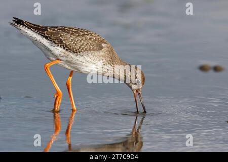 Gambo rosso comune (Tringa totanus), foraggiamento di animali nelle pianure fangose, Parco Nazionale del Mar Wadden della bassa Sassonia, Isole Frisone Orientali, bassa Sassonia, Germania Foto Stock