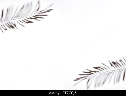 Due foglie di palmo su sfondo bianco Foto Stock