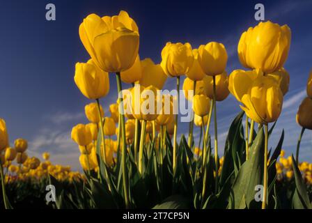 Yellow Tulips, Wooden Shoe Bulb Co., Clackamas County, Oregon Foto Stock