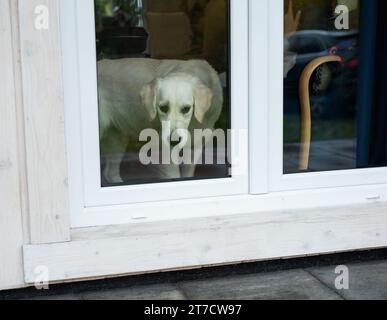 Cane Golden retriever che guarda attraverso la porta della finestra Foto Stock