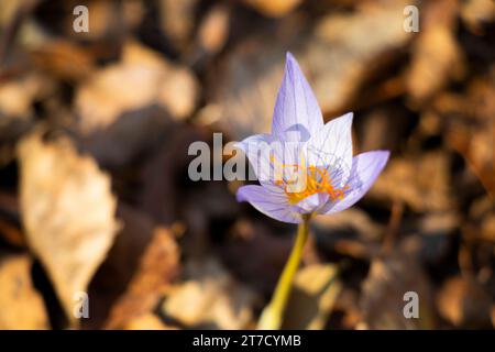 Croco di Bieberstein, fiore blu nella foresta Foto Stock