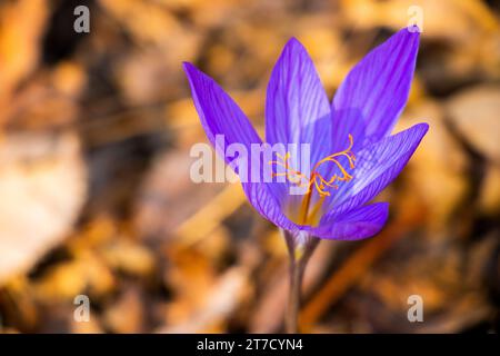 Croco di Bieberstein, fiore blu nella foresta Foto Stock