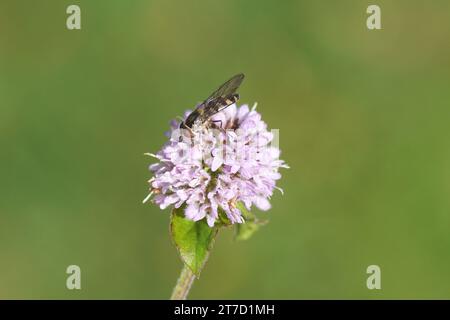 Meliscaeva auricollis, mosche hoverfly di famiglia (Syrphidae) su fiore di menta d'acqua Mentha aquatica, famiglia Lamiaceae. Estate, agosto, Foto Stock