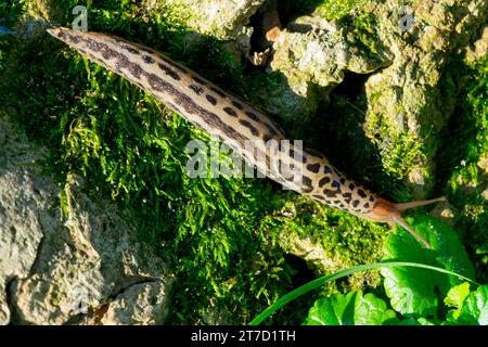 Great Grey Slug, Leopard Slug, Limax Maximus in Garden Foto Stock