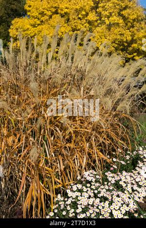 Ottobre, Border, Garden, Chrysanthemum, Maiden Grass, miscanto, frassino, autunno, bordi Foto Stock