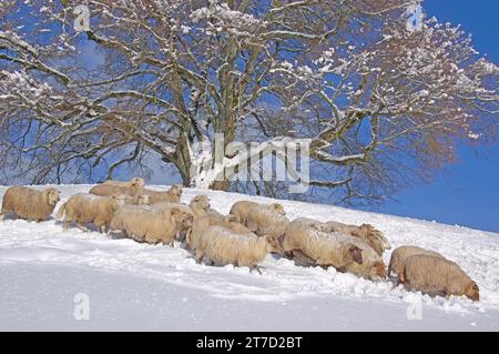 Un gruppo di pecore sulla neve sotto lo storico Zundelbacher Linde (calce a piccole foglie di Zundelbach). L'albero (Tilia cordata) è stato piantato nel 1871 per commemorare Foto Stock