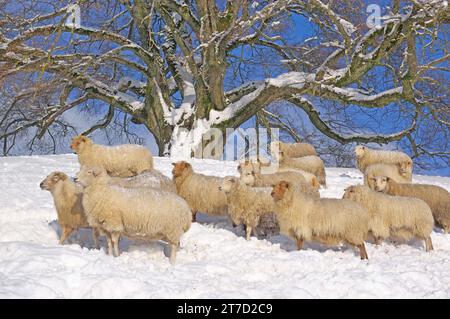 Gruppo misto di pecore sotto lo storico Zundelbacher Linde (calce a piccole foglie di Zundelbach) vicino a Ravensburg, preAlpi, Oberschwaben, Baden-Wuerttemberg. TH Foto Stock