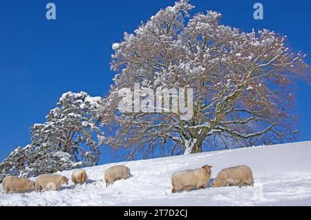 Zundelbach, calce di piccole lieviti e un gruppo di pecore di Coburgo in inverno. Piantato nel 1871 per commemorare la fine della guerra franco-tedesca. Circonferenza del tronco Foto Stock