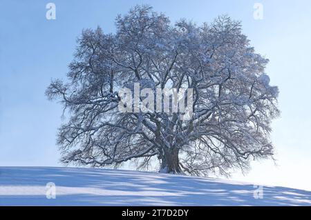 Zundelbach con lievito di calcare in inverno. Fu piantato nel 1871 per commemorare la fine della guerra franco-tedesca. PreAlps, Oberschwaben, Ravensburg, Bad Foto Stock