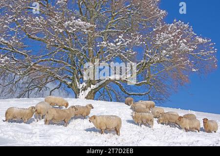 Zundelbach calce dalle piccole foglie e un gruppo di pecore nella neve. Piantato nel 1871, l'albero della pace commemora la fine della guerra franco-tedesca. PreAlps, OB Foto Stock