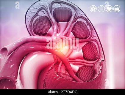 Sezione trasversale del rene umano su sfondo scientifico. rendering 3d. Foto Stock