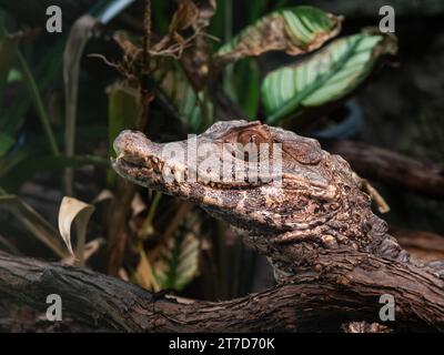 Caimano nano Cuviers (Paleosuchus palpebrosus) Foto Stock