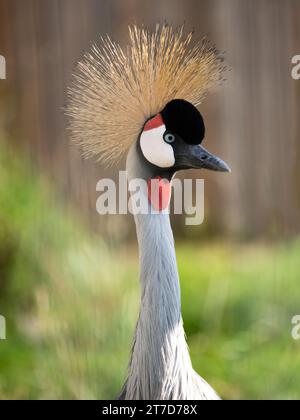 Ritratto di una gru coronata con un bel bokeh. Foto Stock