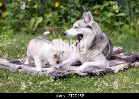 Famiglia Husky siberiana, cane madre e cuccioli sdraiati nell'erba Foto Stock