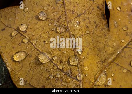 Foglie di quercia cadute con rugiada. Foglie di quercia autunnale.l'acqua goccia sulle foglie di quercia autunnale primo piano. Foglie di quercia autunnale asciutte coperte da gocce d'acqua piovane a terra. CL Foto Stock