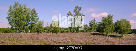 Blossom Heathland Westruper Heide Foto Stock