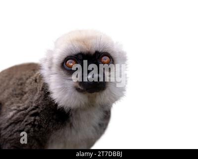 lemure con testa bianca ritratto (eulemur albifrons) isolato su sfondo bianco Foto Stock