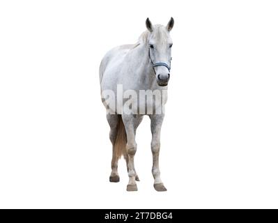 cavallo purosangue bianco isolato su sfondo bianco Foto Stock