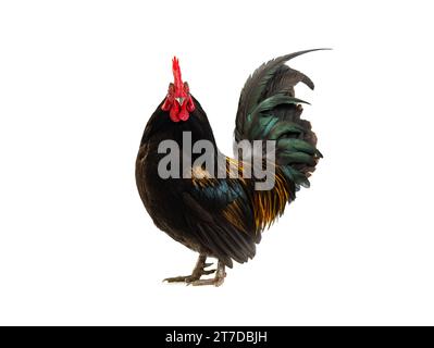 bellissimo galletto isolato su sfondo bianco Foto Stock