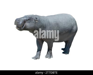 ippopotamo pigmeo isolato su sfondo bianco Foto Stock