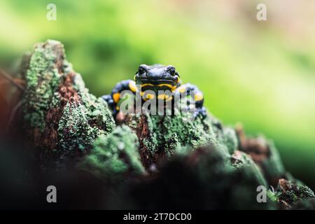 Salamandra di fuoco per adulti avvistata su un vecchio ceppo di alberi di muschio nella foresta autunnale. Fotografia naturalistica Foto Stock