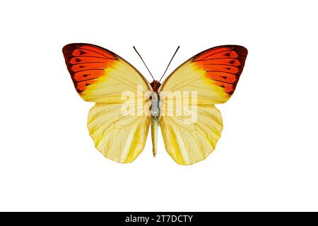 ottima punta arancione (hebomoia glaucippe) isolata su sfondo bianco Foto Stock