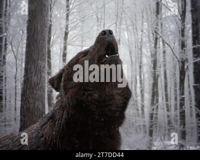 ululazione del lupo nero canadese in inverno nella foresta durante una nevicata Foto Stock