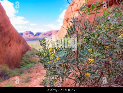 Silver Cassia (Senna artemisioides), che cresce a Kata Tjuta è una specie di pianta fiorita della famiglia Fabaceae ed è originaria dell'Australia Foto Stock