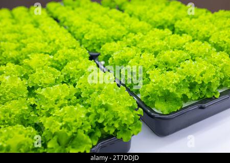 Verde lussureggiante insalata biologica vivaio di piante agricole interne vassoio di coltivazione di piante da fattoria con luce LED Foto Stock