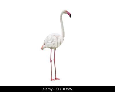 fenicottero rosa isolato su sfondo bianco Foto Stock
