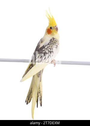 Pappagallo di cockatiel (Nymphicus hollandicus) isolato su sfondo bianco Foto Stock