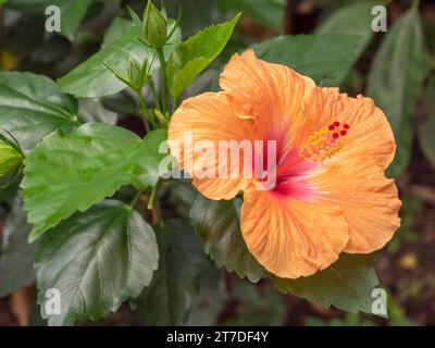 Mazzo di esotico fiore di ibisco arancione. Primo piano. Foto Stock