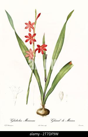 Vecchia illustrazione di Buglelily (Watsonia meriana). Les Liliacées, di P. J. Redouté. Imp. Didot Jeune, Parigi, 1805 - 1816 Foto Stock