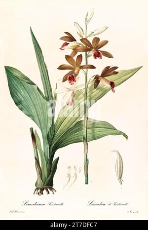 Vecchia illustrazione della grande Orchidea della palude (Phaius tankervilleae). Les Liliacées, di P. J. Redouté. Imp. Didot Jeune, Parigi, 1805 - 1816 Foto Stock