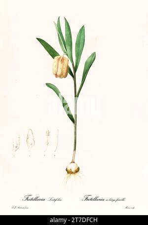 Vecchia illustrazione di Broad Leaved Fritillaria (Fitillaria latifolia). Les Liliacées, di P. J. Redouté. Imp. Didot Jeune, Parigi, 1805 - 1816 Foto Stock