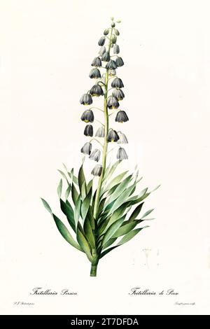 Vecchia illustrazione della Fritillaria persiana (Fritillaria persica). Les Liliacées, di P. J. Redouté. Imp. Didot Jeune, Parigi, 1805 - 1816 Foto Stock