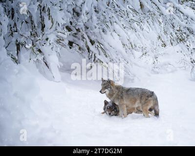 lupi sullo sfondo della foresta invernale Foto Stock